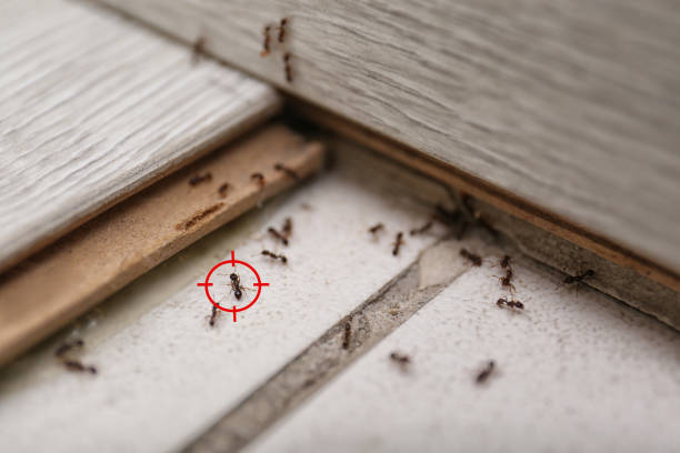 Best Spider Control Near Me  in Tobaccoville, NC