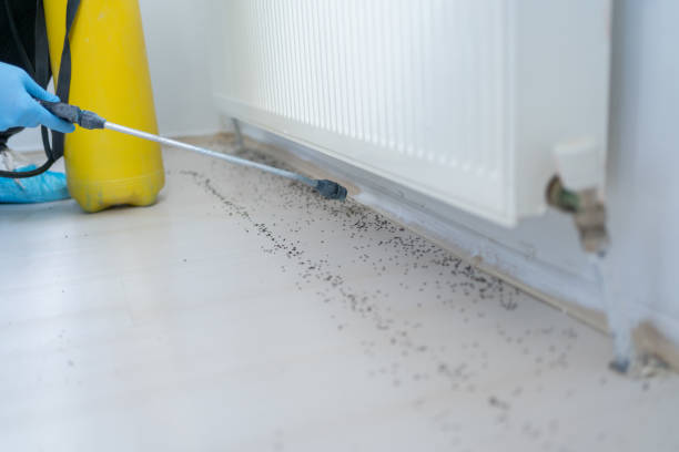 Best Rat Extermination Near Me  in Tobaccoville, NC